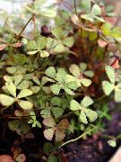Марсилея Marsilea quadrifolia