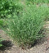 Мискантус Miscanthus sinensis
