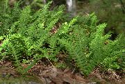 Многоножка Polypodium