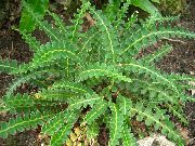 Асплениум (Костенец) Asplenium