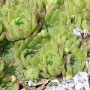 ������������ ������� ��������� �������� ����, �����������, ������� � ����, ������ Sempervivum ��������� ������