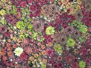 ������������ ������� ��������� �������� ����, �����������, ������� � ����, ������ Sempervivum ��������� ������