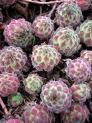 ������������ ������� ��������� �������� ����, �����������, ������� � ����, ������ Sempervivum ��������� ������