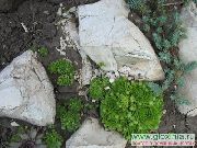������������ ������� ��������� �������� ����, �����������, ������� � ����, ������ Sempervivum ��������� ������
