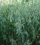 Овес Avena strigosa