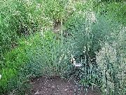 Овсец Helictotrichon sempervirens