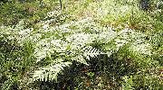 Орляк Pteridium aquilinum