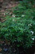 �������� ������� (��������) (Asperula odorata L.)