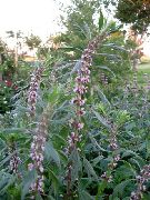 ��������� ������������ (��������� ����������) (Leonurus cardiaca L.)