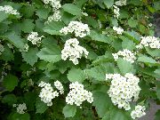 ��������� (Crataegus L.)