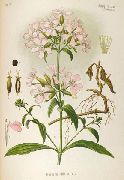 ��������� �������������  (Saponaria officinalis L.)