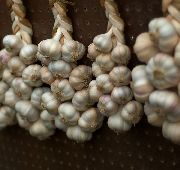 ������ (Allium sativum)