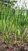 ������ (Allium sativum)