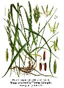 ����� ��������  (Elytrigia repens)