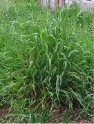 ����� ��������  (Elytrigia repens)