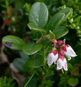 �������� ������������  (Vaccinium vitis-idaea L.)