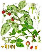 ������ ������������ (Rubus ideas.)