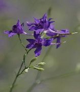 ��������� �������  (������� �������, ���������, ����������) (Delphinium consolida L.)