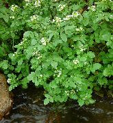 ������ ������������� (������� �����) (Nasturtium officinale L.)