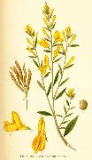 ���� ����������  (Genista tinctoria L.)