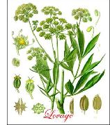 �������� ������������� (���� �������������) (Levisticum officinale Koch)