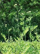 �������� ������������� (���� �������������) (Levisticum officinale Koch)