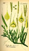 ����� ������������ (���������) (Lycopodium clavatum L.)