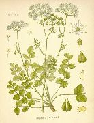 �������� ���������� (Pimpinella saxifrage L.)
