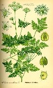 ��������� ��������� (����� �������� ��������!!!) (Conium maculatum L.)