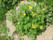 �������� ������� (Chelidonium majus)