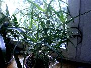 ���� ����������� (���������) (Aloe arborescens Mill.)