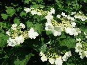 ������ ������������ (Viburnum opulus L.)