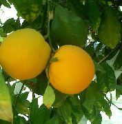 ��������� (grapefruit)