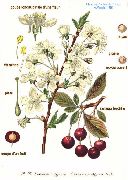 ����� ������������  (Cerasus vulgaris Mill.)
