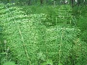 ���� �������  (Equisetum arvense L.)