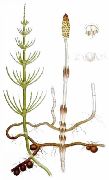 ���� �������  (Equisetum arvense L.)