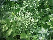 ���� �������  (Equisetum arvense L.)