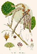 �����  (Populus tremula)