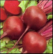 ������ ������������ (Beta vulgaris)