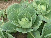 ������� �������� (���������)  (Brassica oleracea L.)
