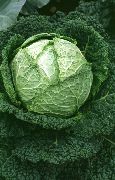 ������� �������� (���������)  (Brassica oleracea L.)