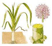 ���-����� (Allium porrum)