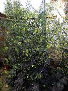 ������� ���������� (Brassica juncea L.)