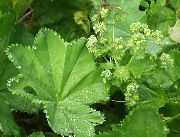 �������� ������������ (Alchemilla vulgaris L.)
