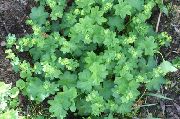 �������� ������������ (Alchemilla vulgaris L.)