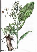 ���� ������������  (Armoracia rusticana Gaertn.)