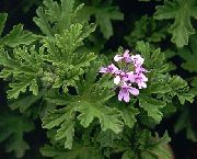 ���������� �������� (���������� ��������������, ������)  (Pelargonium graveolens )