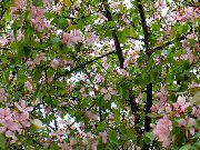 ������ �������� (Malus domestica)