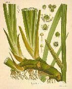 ��� ������������ (��������) (Acorus calamus L.)