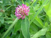 ������ ������� (������ �������) (Trifolium pratense L.)